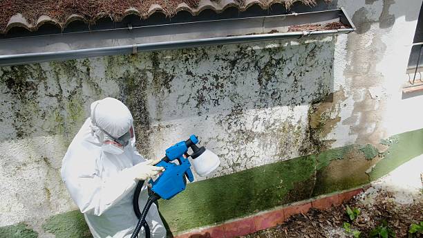 Trusted Black Mold Removal service in Baldwin, GA - Cheap Mold Removal